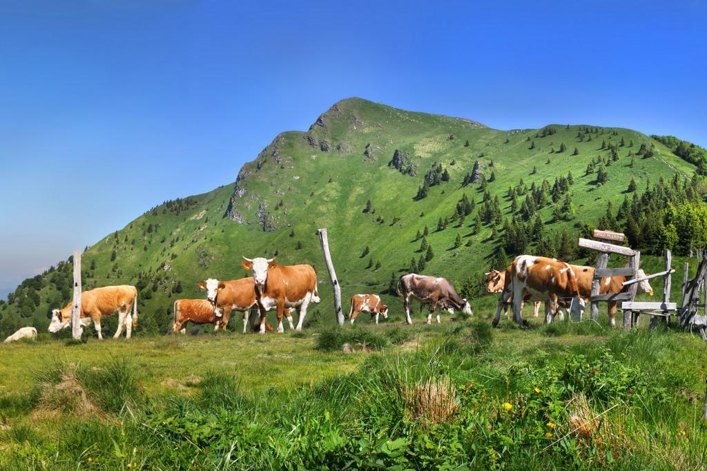 Hotel Hotel Cerkno 3*